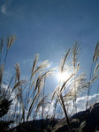 nekotama_102202.jpg