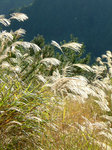 nekotama_102203.jpg