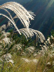 nekotama_102204.jpg
