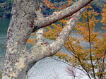 nekotama_102205.jpg